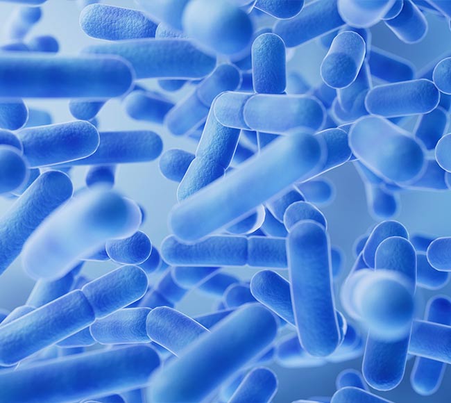 菌株授权与供应